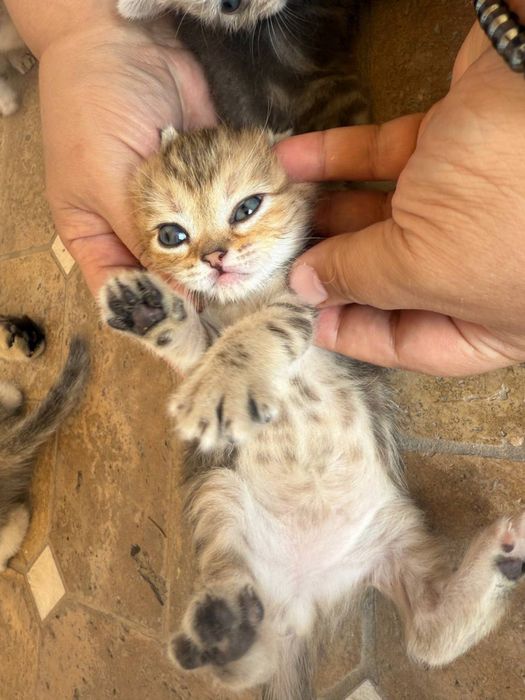 Шотландские чистокровные котята Золотая шиншилла