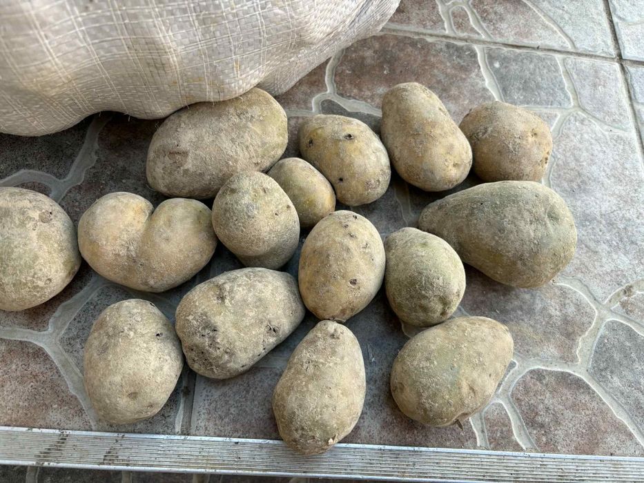 Cartofi animale si consum