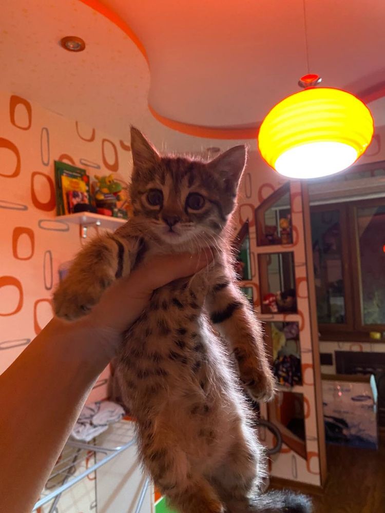 Котята разные красивые