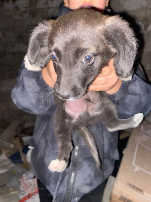 Шенки смешаный спиниель звоночек для дома бесплатно