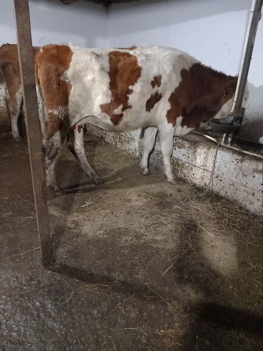 De vânzare la a doua fătare