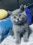 British Shorthair Blue