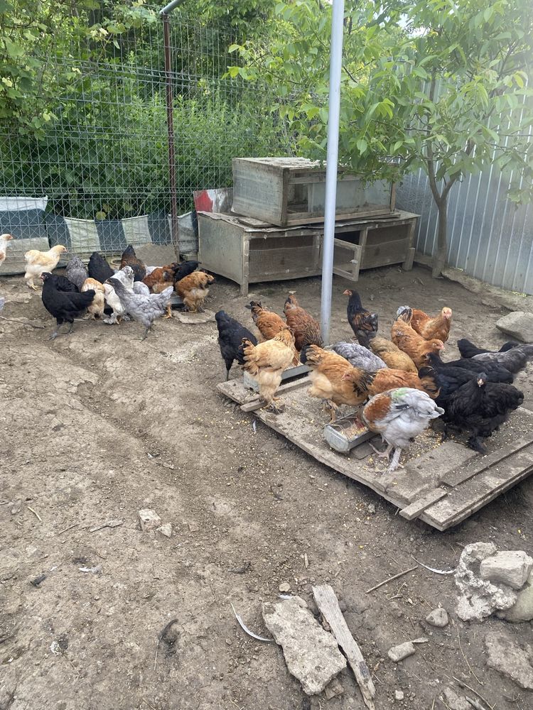 Ratuste (100 zile ) si pui cocosi