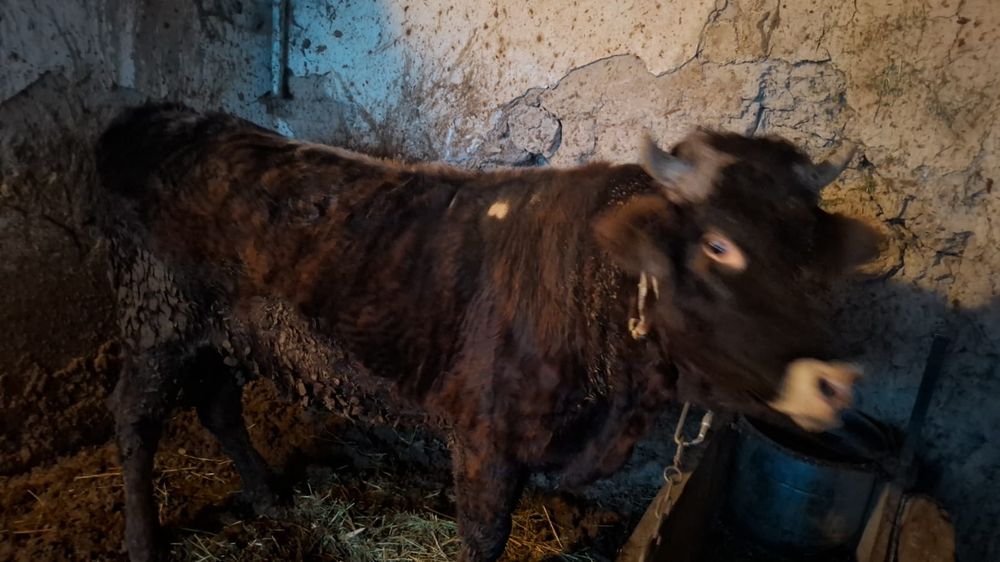 Өгіз және  құнан