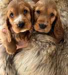 Cocker spaniel fetiță