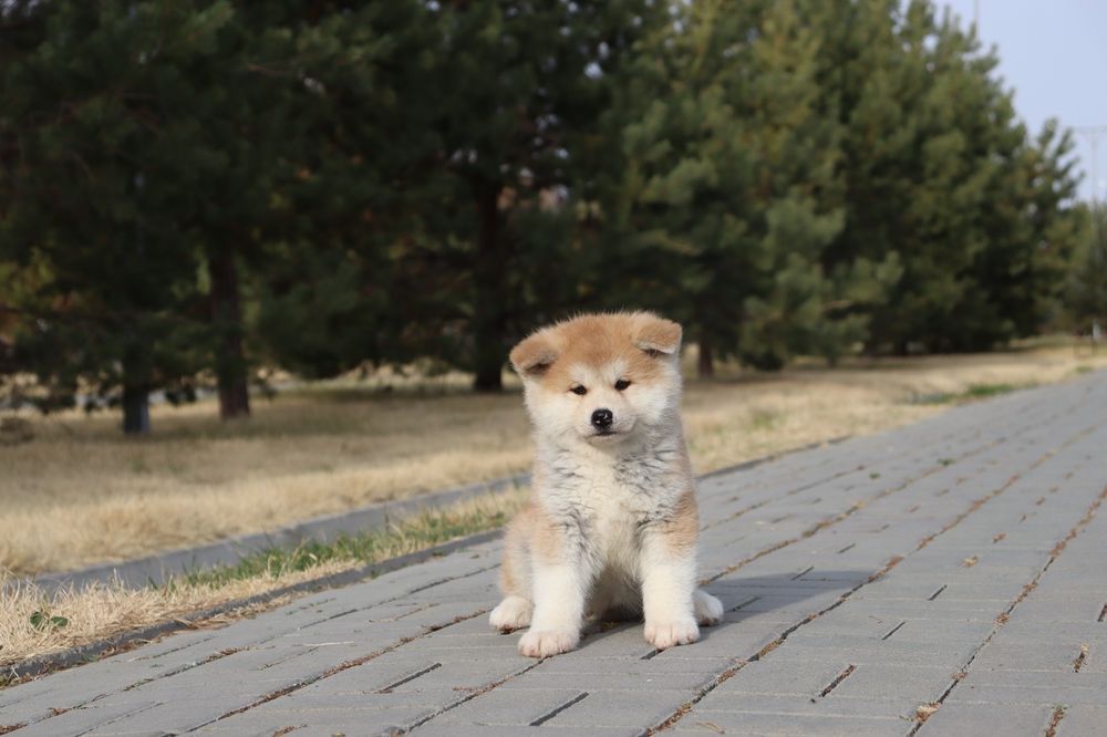 Щенки Японской Акита Ину