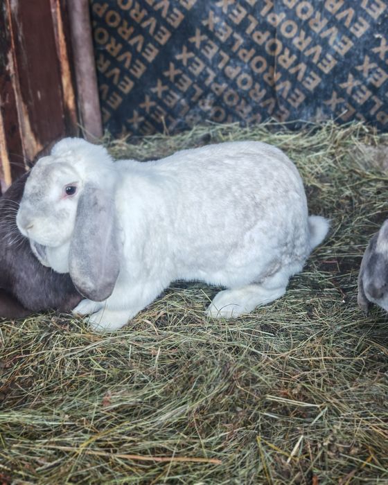 Френски качовати зайци