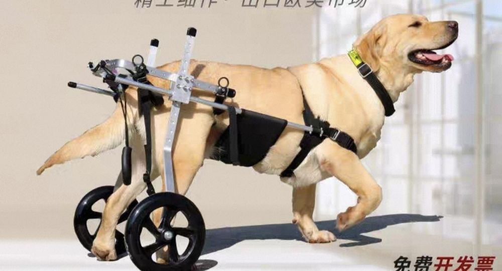 Продам коляску для задних лап собак