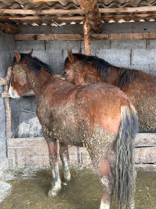 Соғымға 4 бас жылқы сатымын