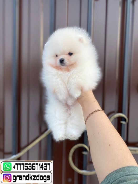 Померанский шпиц подвижны миши