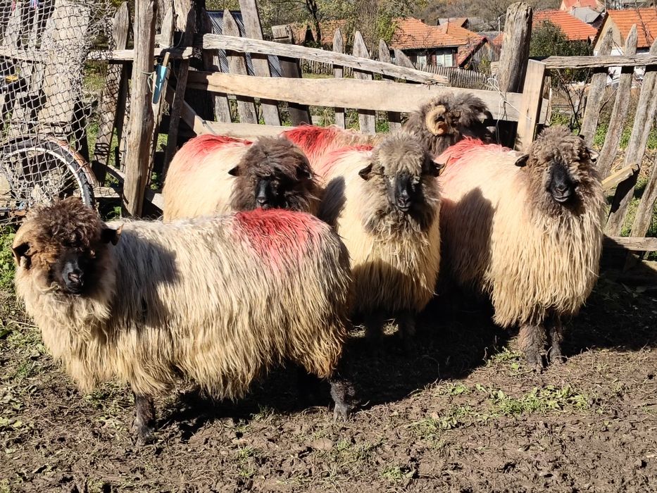 Vând cinci miori bucălai