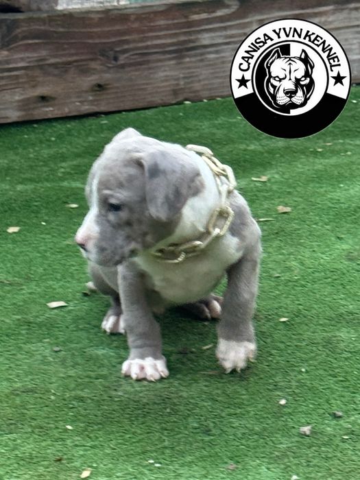 Mascul amstaff blue merle