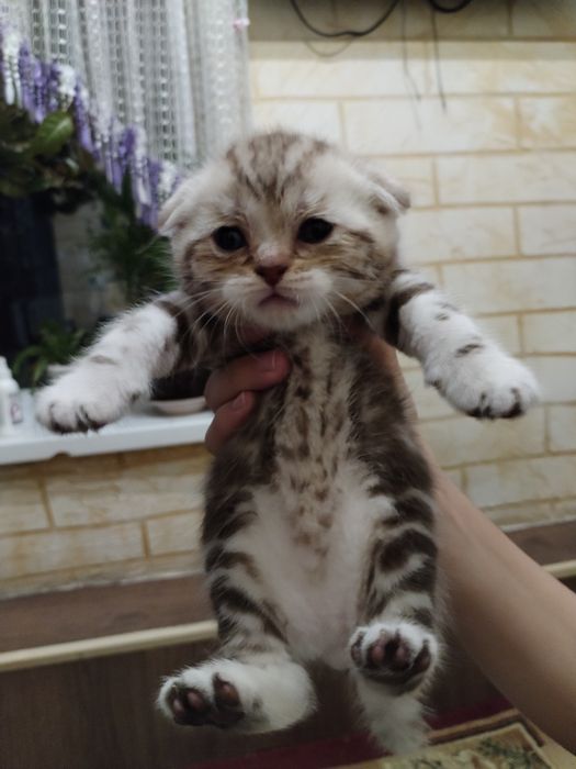 Продам шотландские котята