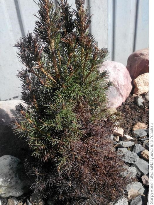 Богбон Арча дорилаш. Садовник Обработка декоративных культуры.