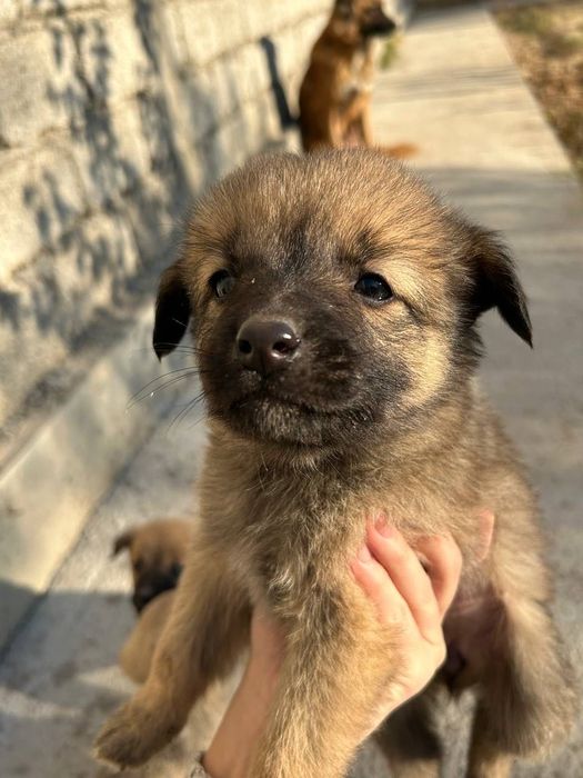 Маленькие щенята бесплатно!!