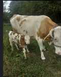 Vand vaca cu vitel urgent