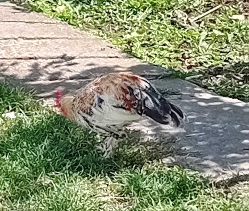 De vânzare cocoșei pitici