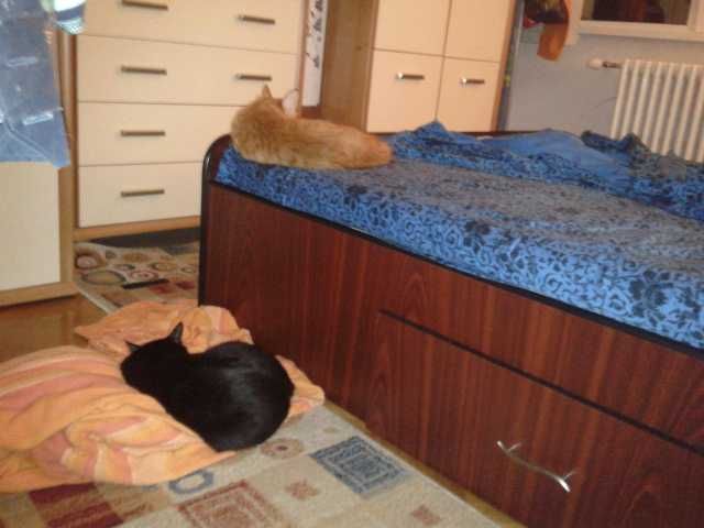 Pat matrimonial 1.60 m