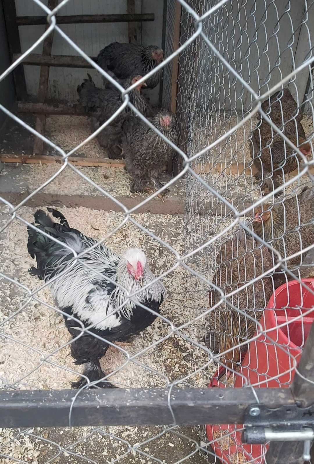 Oua Australorp Brahma Araucana Lakenvelder Mătase Wyandotte La fleche