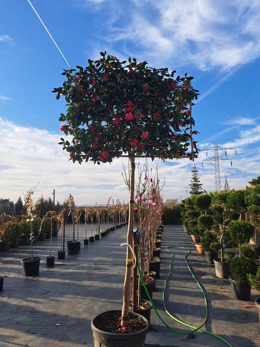 Tuia Leylandy Magnoli Platan Mesteacan etc