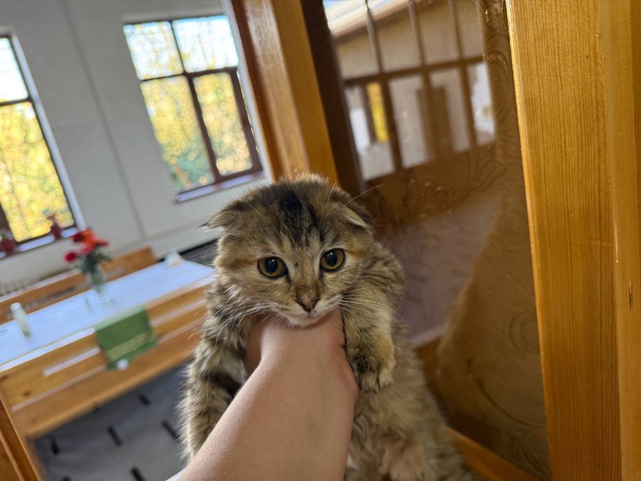 мушукча сотилади зотли уй мушуги акили жуда