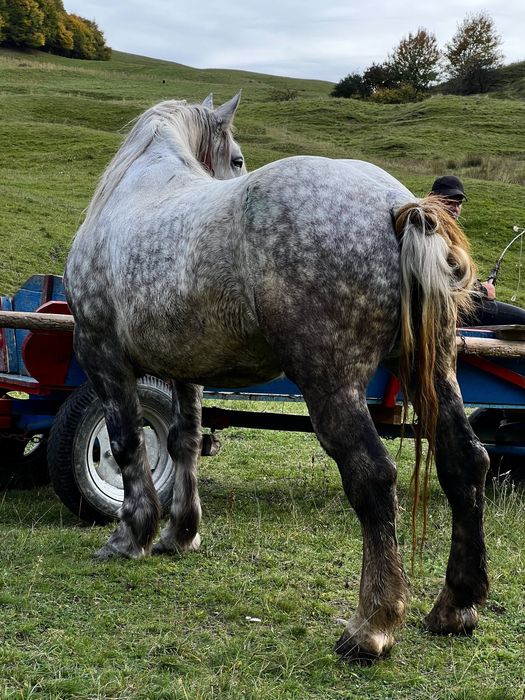 Iapa 5 ani 1.70 inaltime pasaport original blanda fara defect