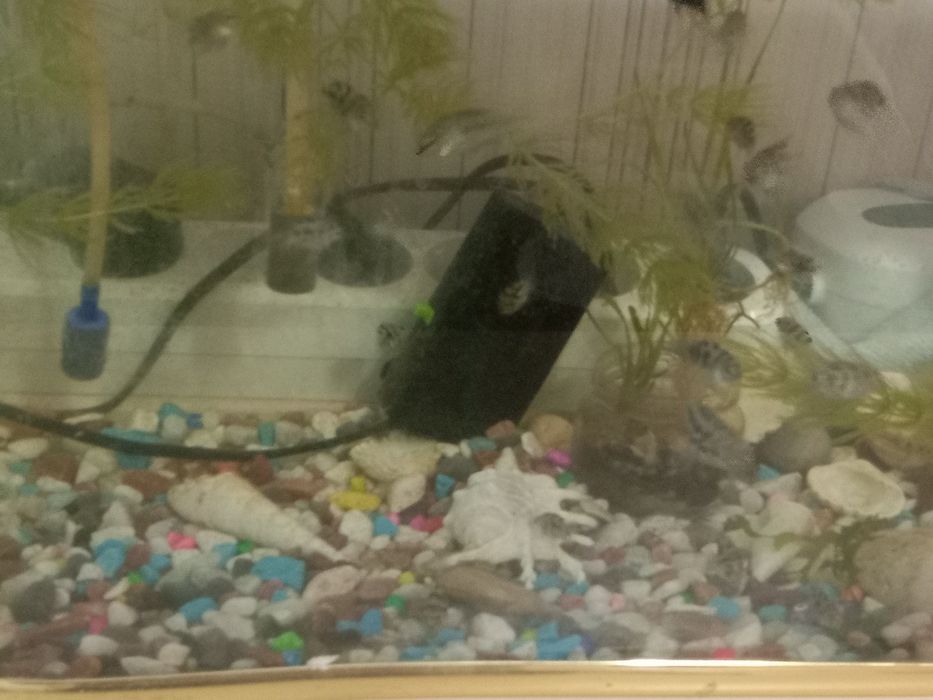 Аквариум с рыбками Сапфировые попугайчики