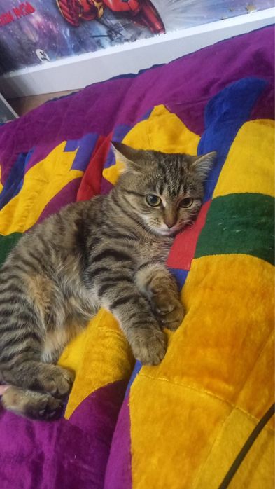 Котенка отдадим в добрые руки.