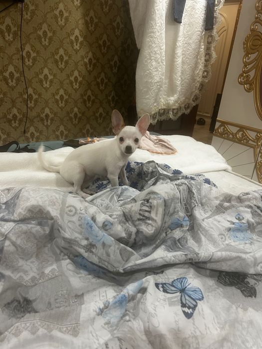 Пинчер чихулахлуа