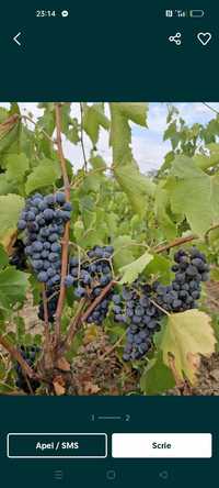 Vând struguri de vin calitatea întâi petru mai multe detalii Contactaț