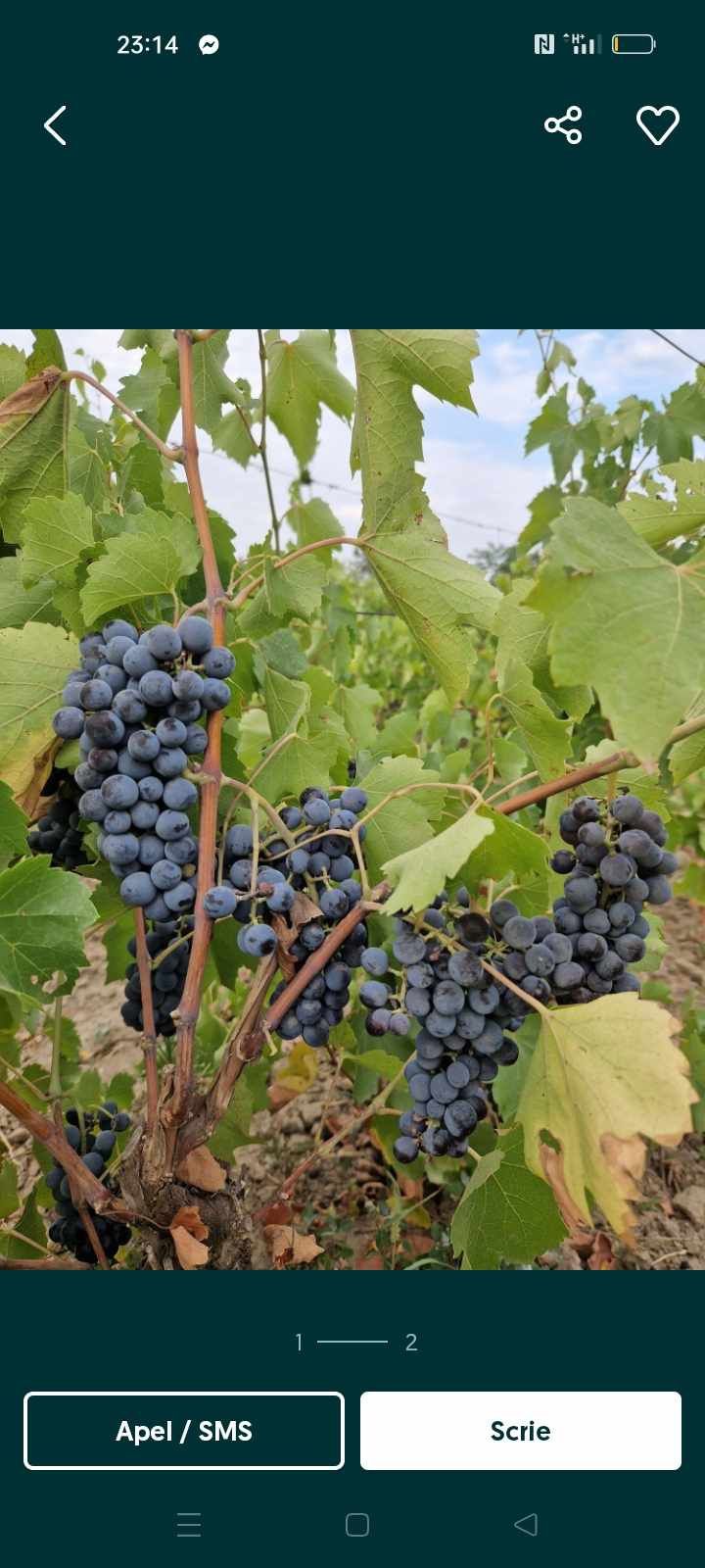 Vând struguri de vin calitatea întâi petru mai multe detalii Contactaț