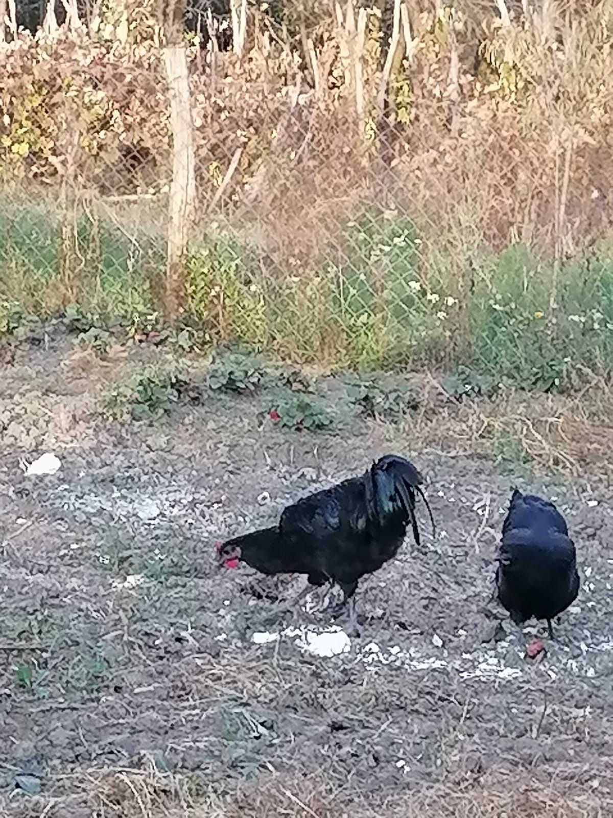 Cocoș  Australorp