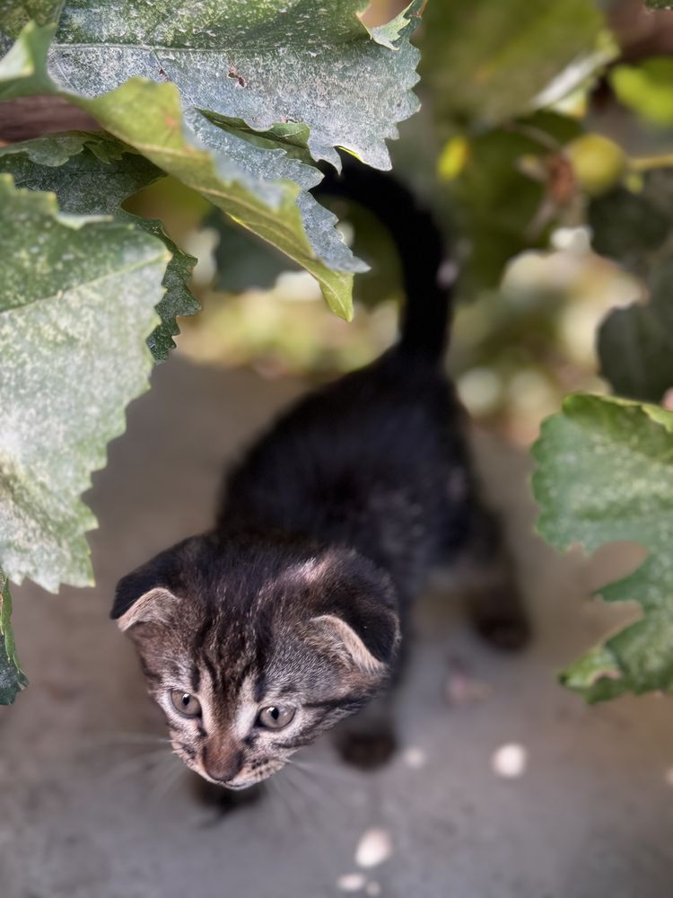 Котята хорошие руки