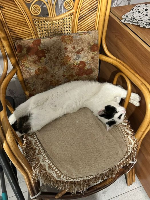 Котик ищет дом и любящих хозяев