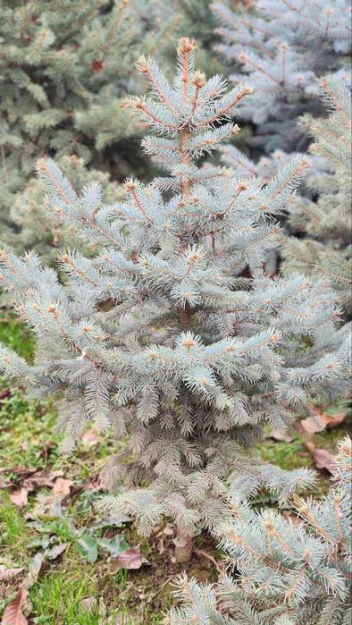 WOW Archa ZOR ARCHALAR arzon narxda