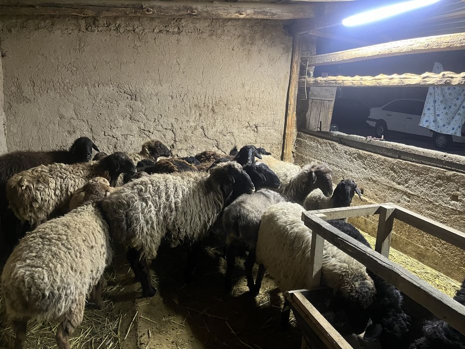 Қой сатылады бір жайдан.