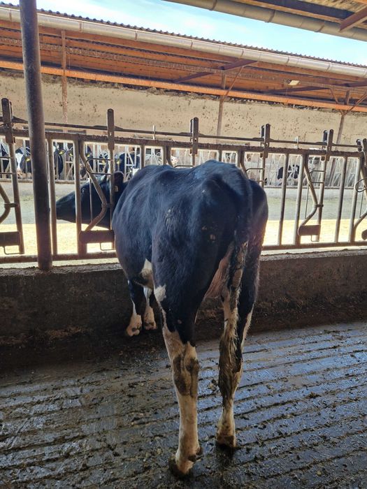 Vindem Tineret- Femele- Holstein, GESTANTE- 43 capete
