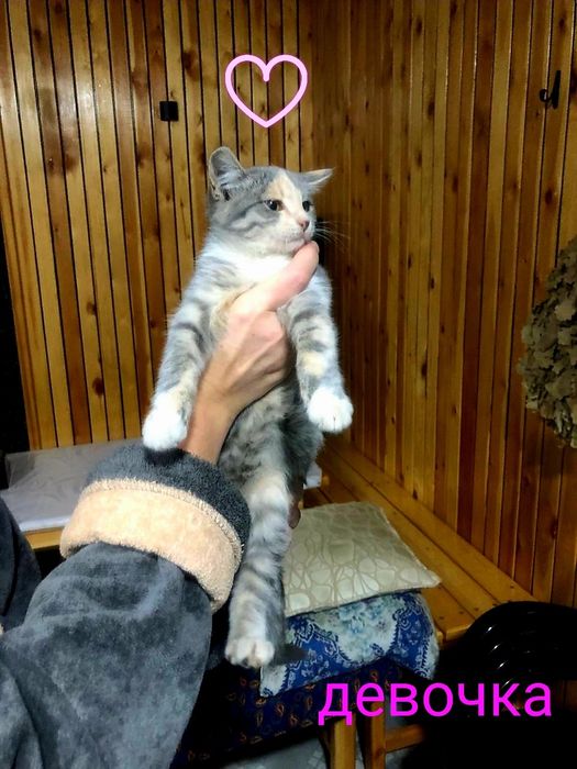 В добрые руки пристраиваются котята