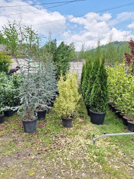 Vand plante ornamentale la ghiveci