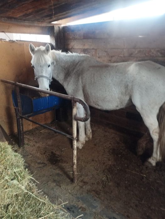 Бие   сатылады дар