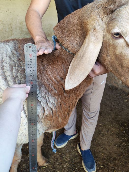 Кучкор сотилади 4тишга утган