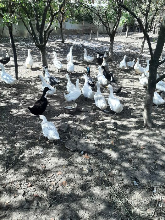 Rațe şi Ouă de Vânzare