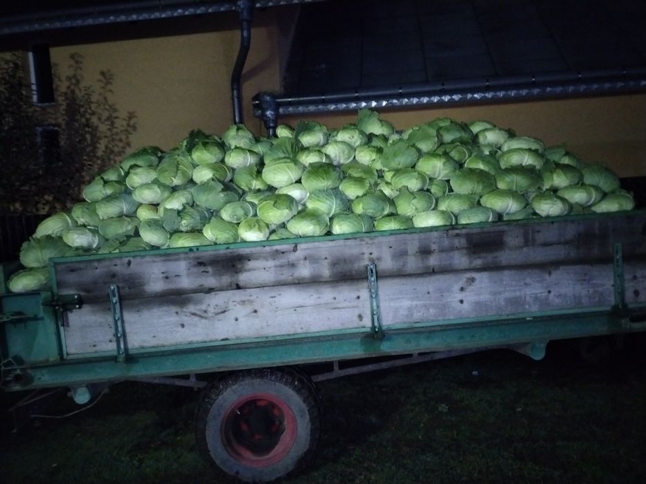 De vînzare varză plată pentru consum în stare proaspătă sau pt. murat.