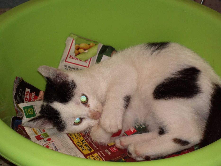Малък сладур си търси дом (коте, котка)