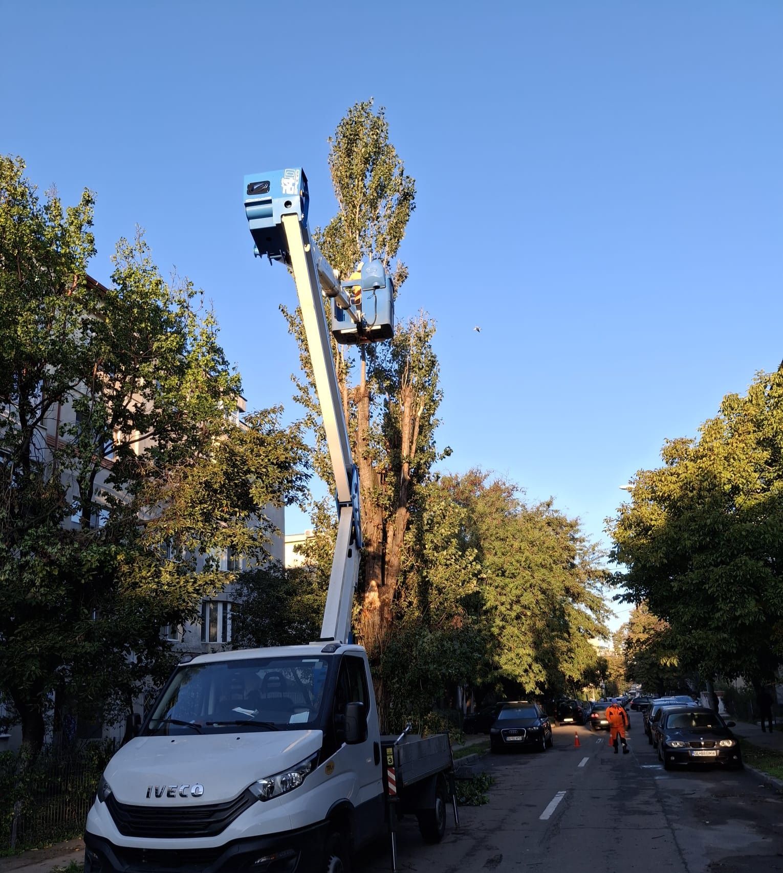 Tăiere Arbori/Alpinism Utilitar/Toaletare/Rapid și Ieftin.