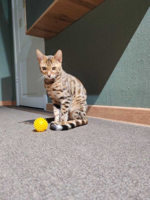 Бенгальский котенок