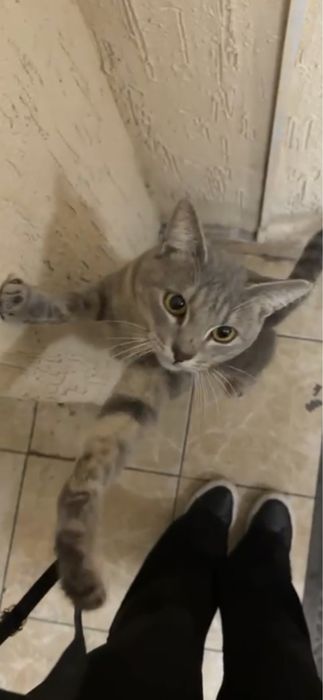 Котик только ответвенным людям подросток