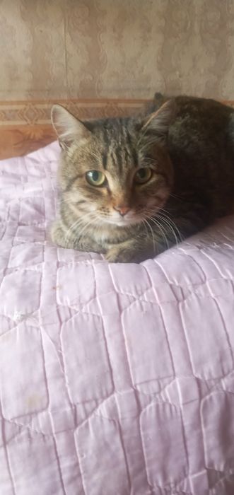Котик молодой отдам в Добрые руки