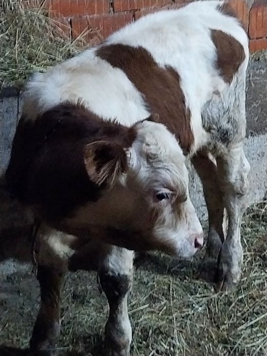 Vând 3 taurasi baltat