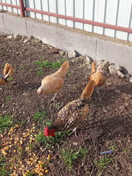 Vând 6 puicuțe rasa Sebright și 3 Cocoși  de anu asta !!!